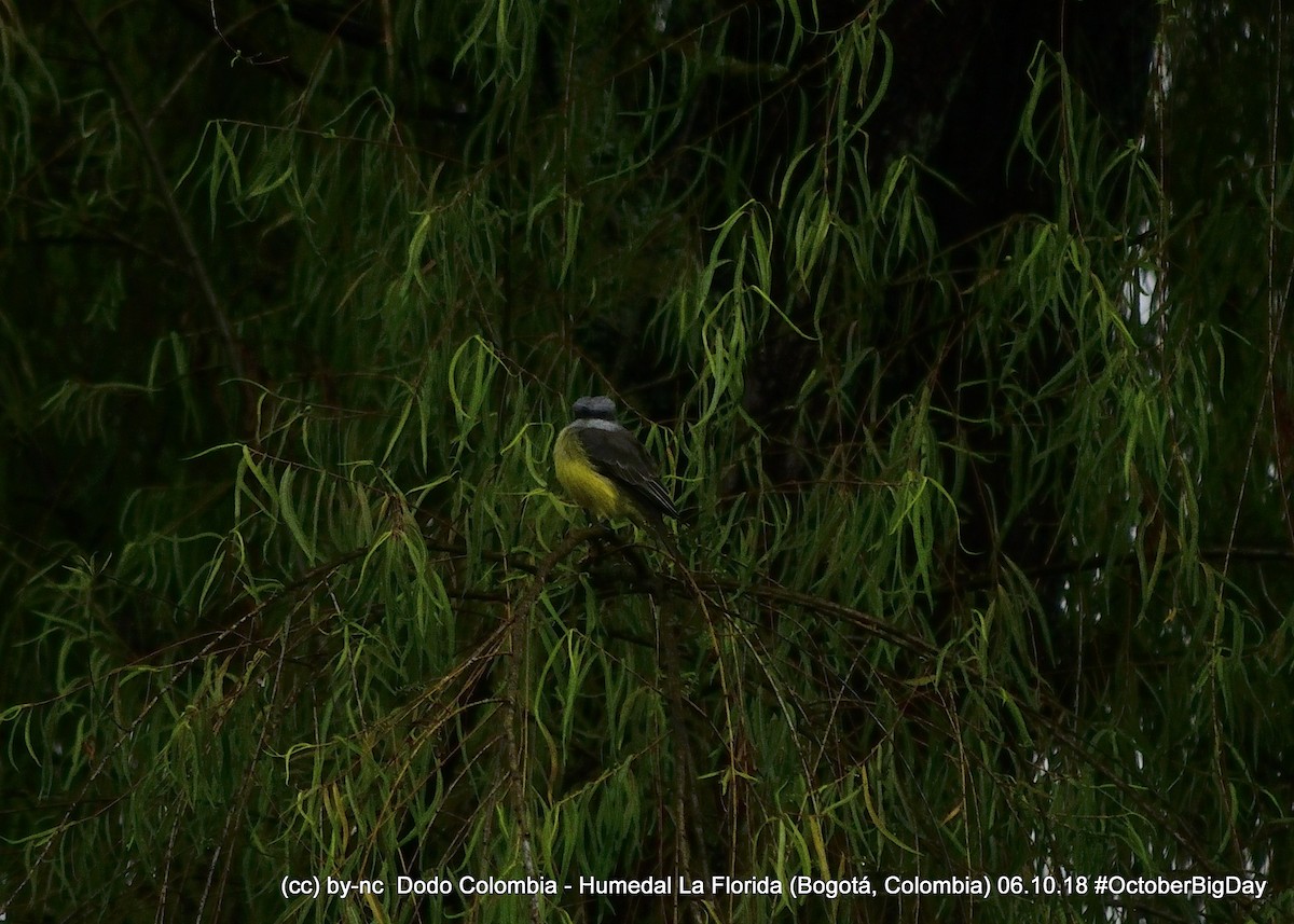 Tropical Kingbird - ML324125711