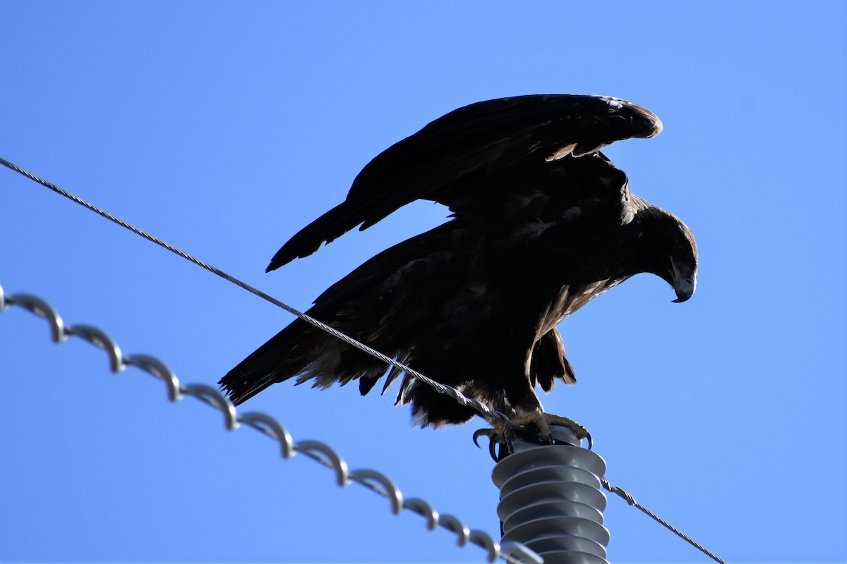 Golden Eagle - Barbra Sobhani