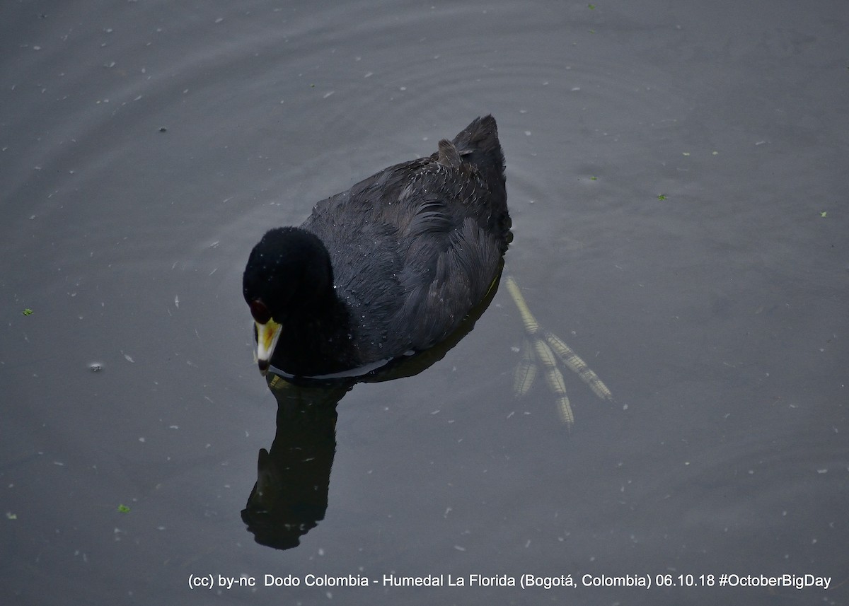 American Coot - ML324126151