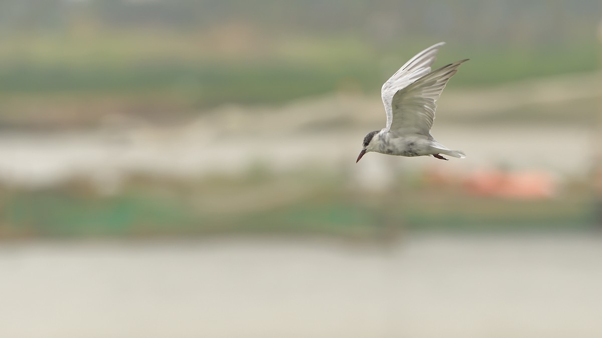 Whiskered Tern - ML324126201
