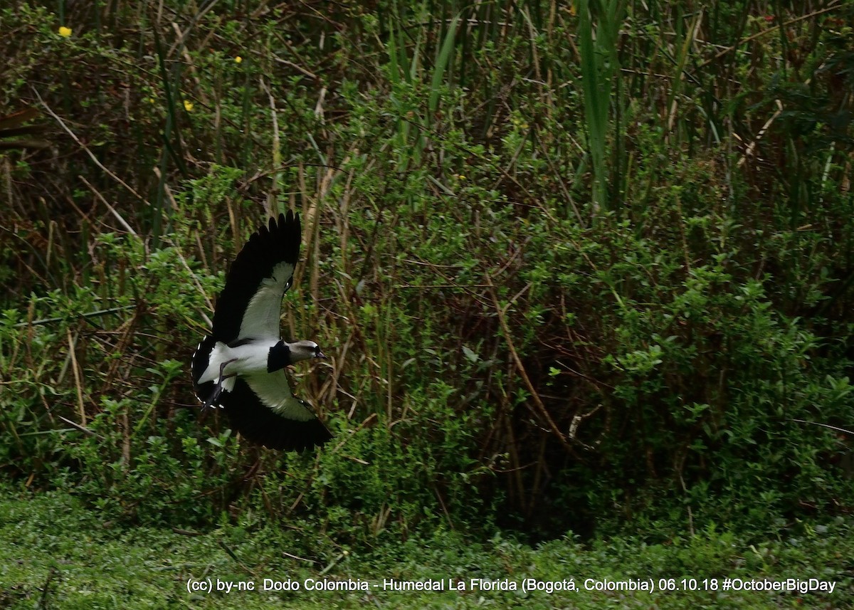 Southern Lapwing - ML324126251