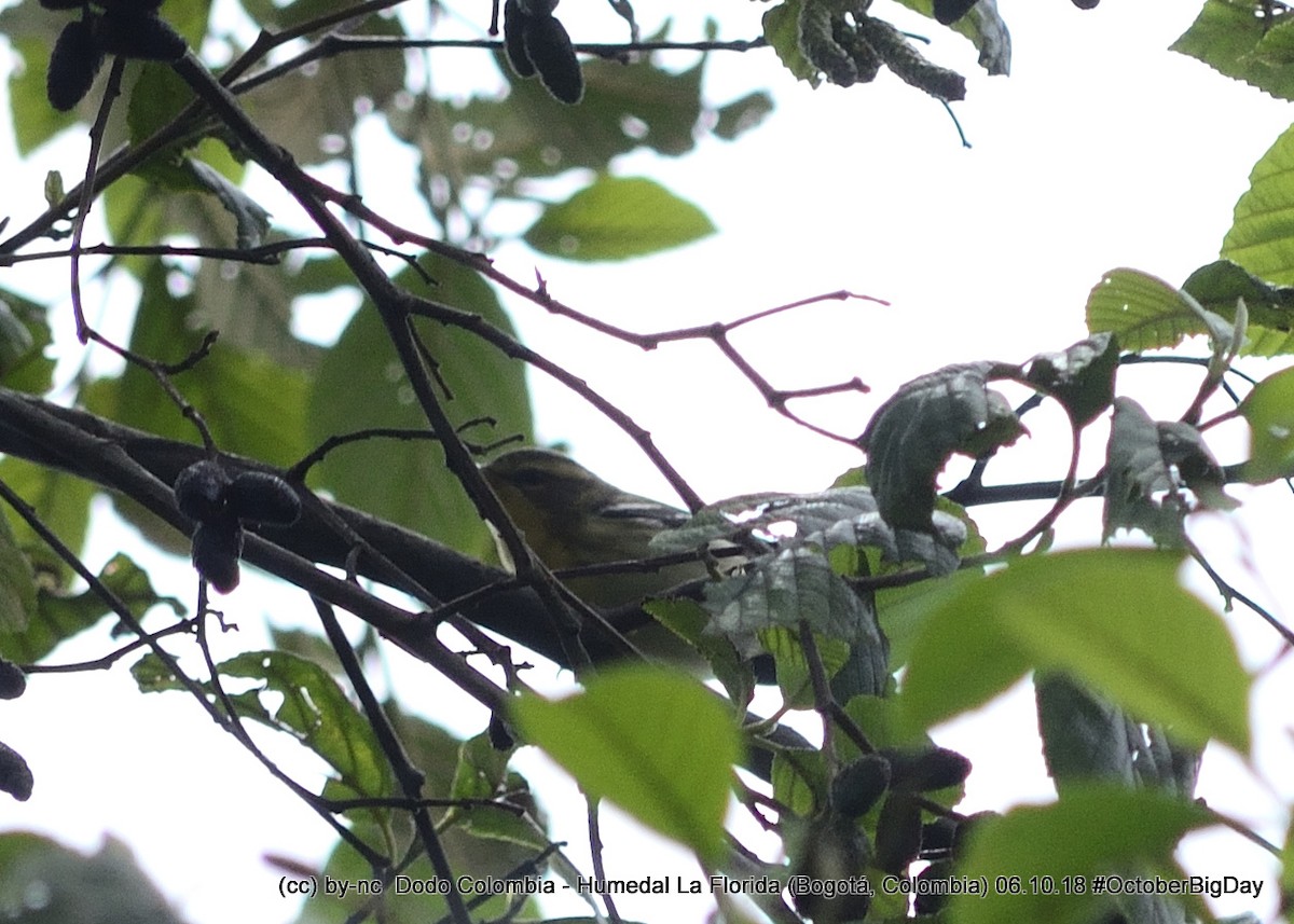 Blackburnian Warbler - ML324126351