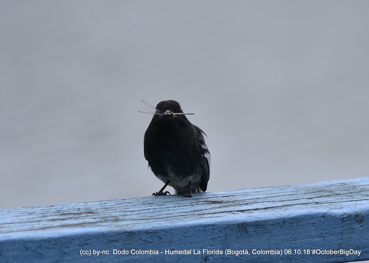 Black Phoebe - ML324126501