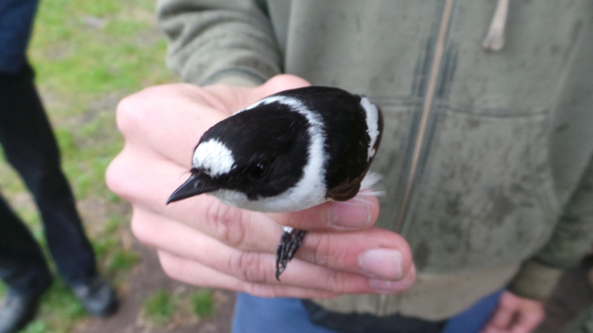 Collared Flycatcher - ML32412671