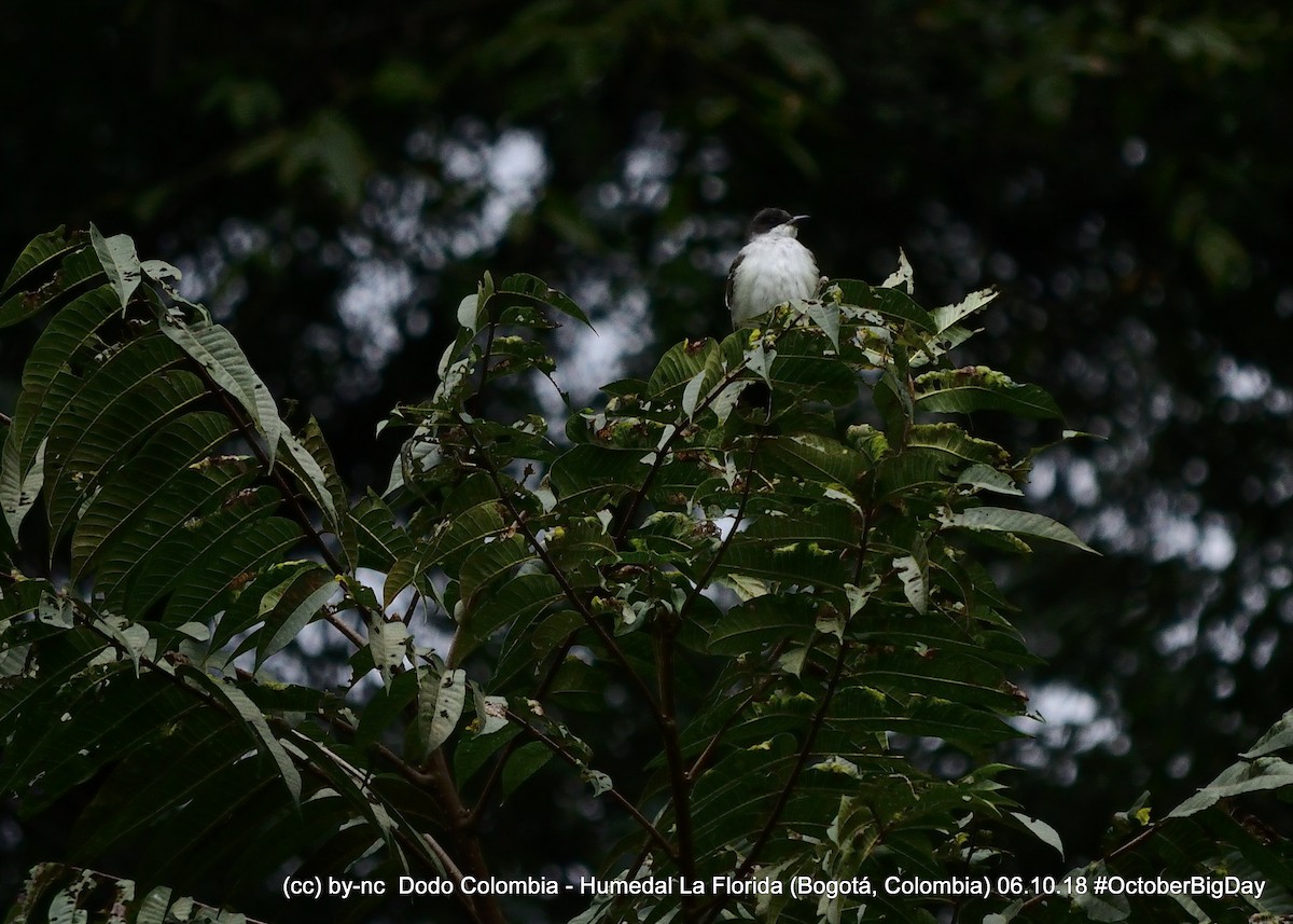 Eastern Kingbird - ML324126771