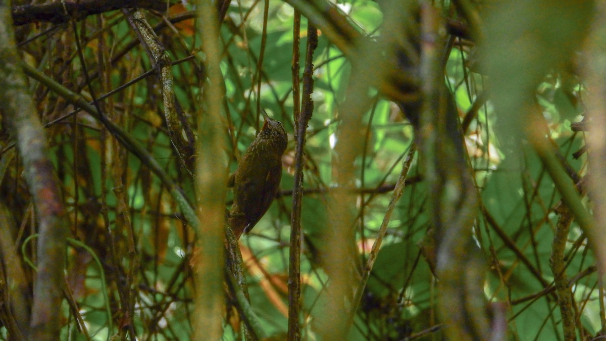 Orinoco Softtail - Jorge Muñoz García   CAQUETA BIRDING