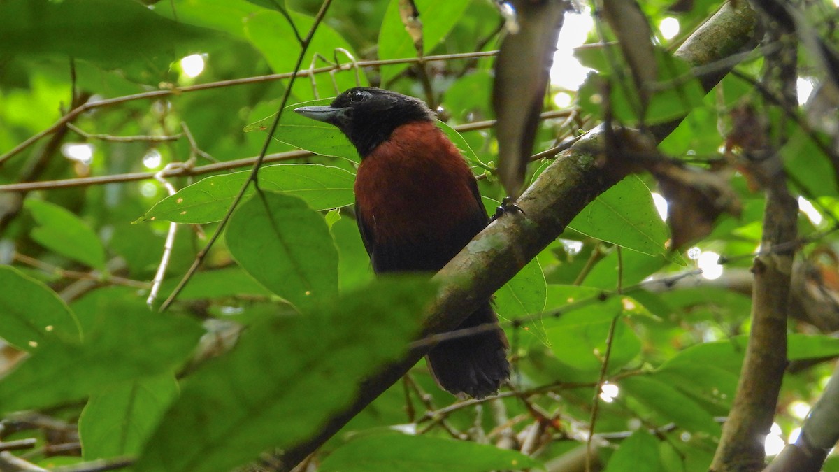 Black Bushbird - ML324127431