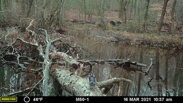 Wood Duck - ML324128521