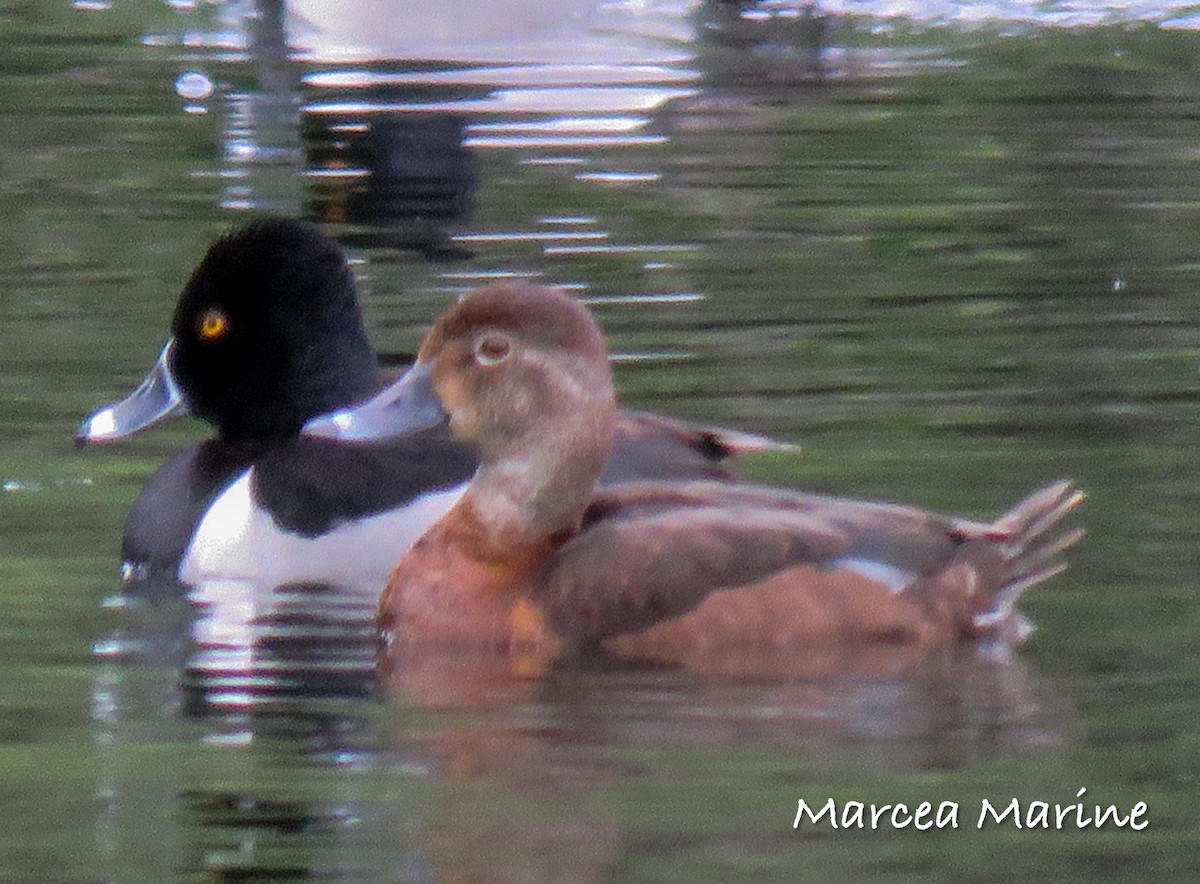 Ring-necked Duck - ML324129671