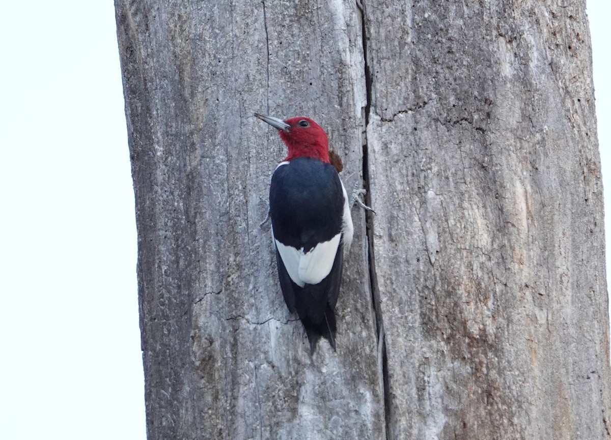 Pic à tête rouge - ML324131731