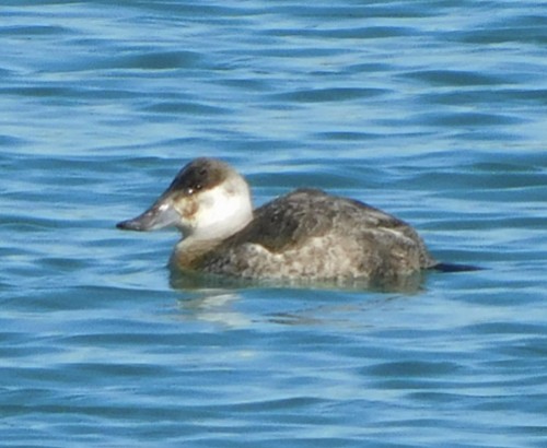 Ruddy Duck - Liam Pentangelo