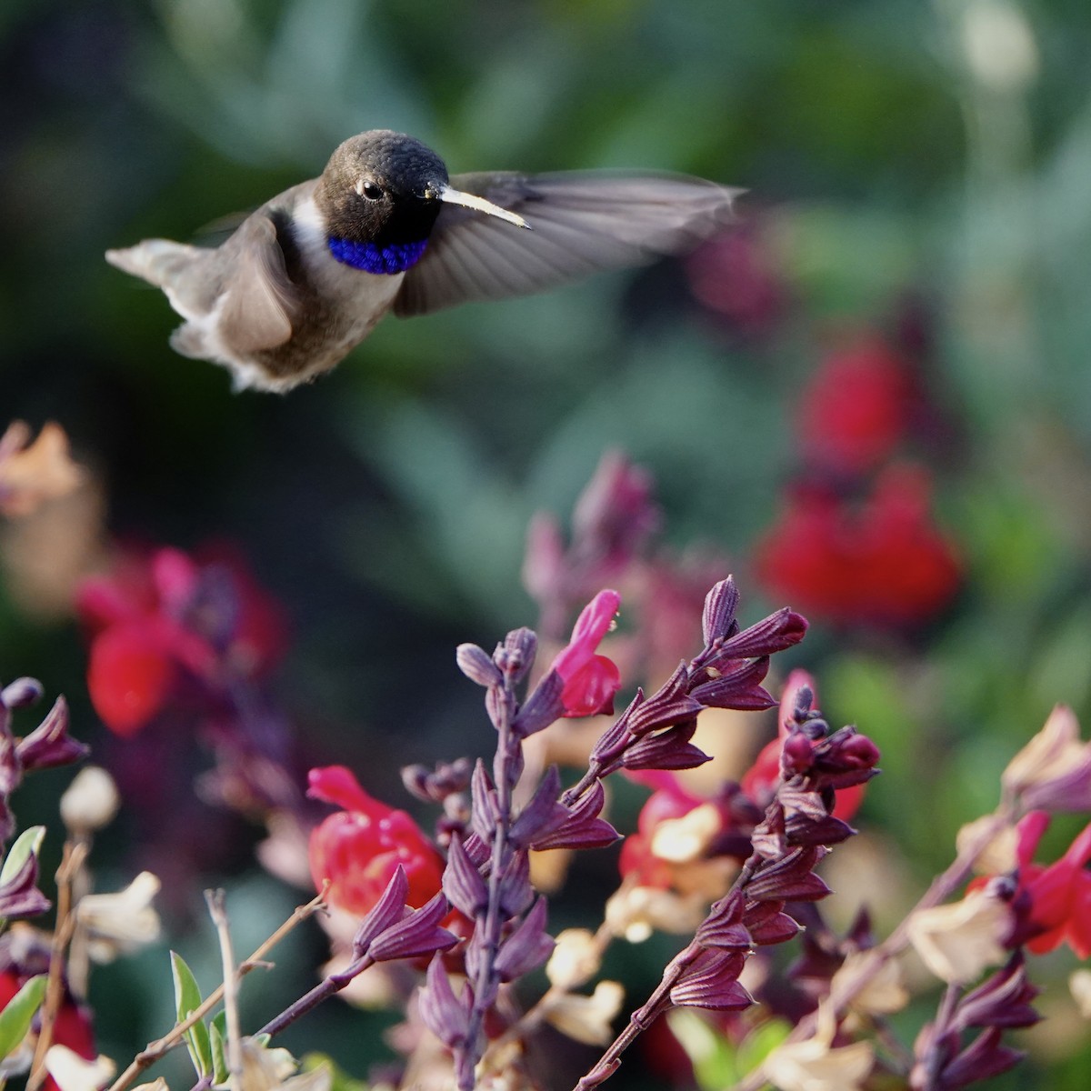 Black-chinned Hummingbird - ML324134291