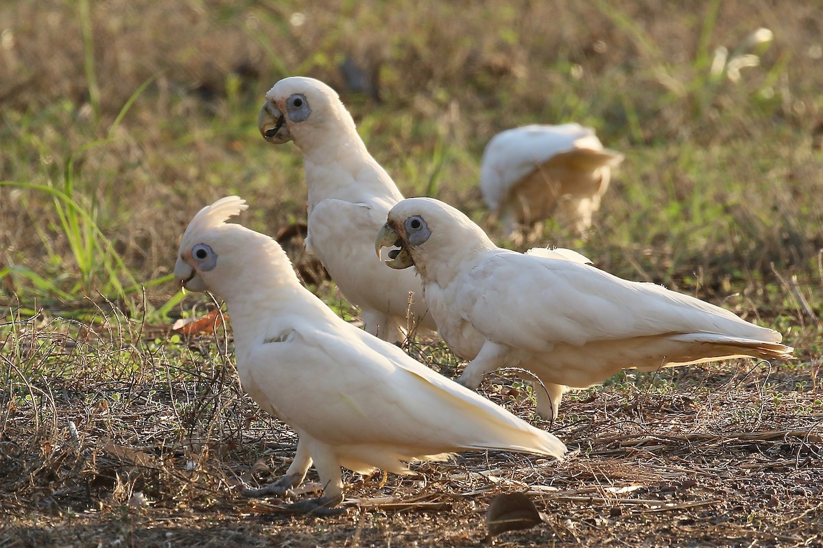 Little Corella - ML324134791