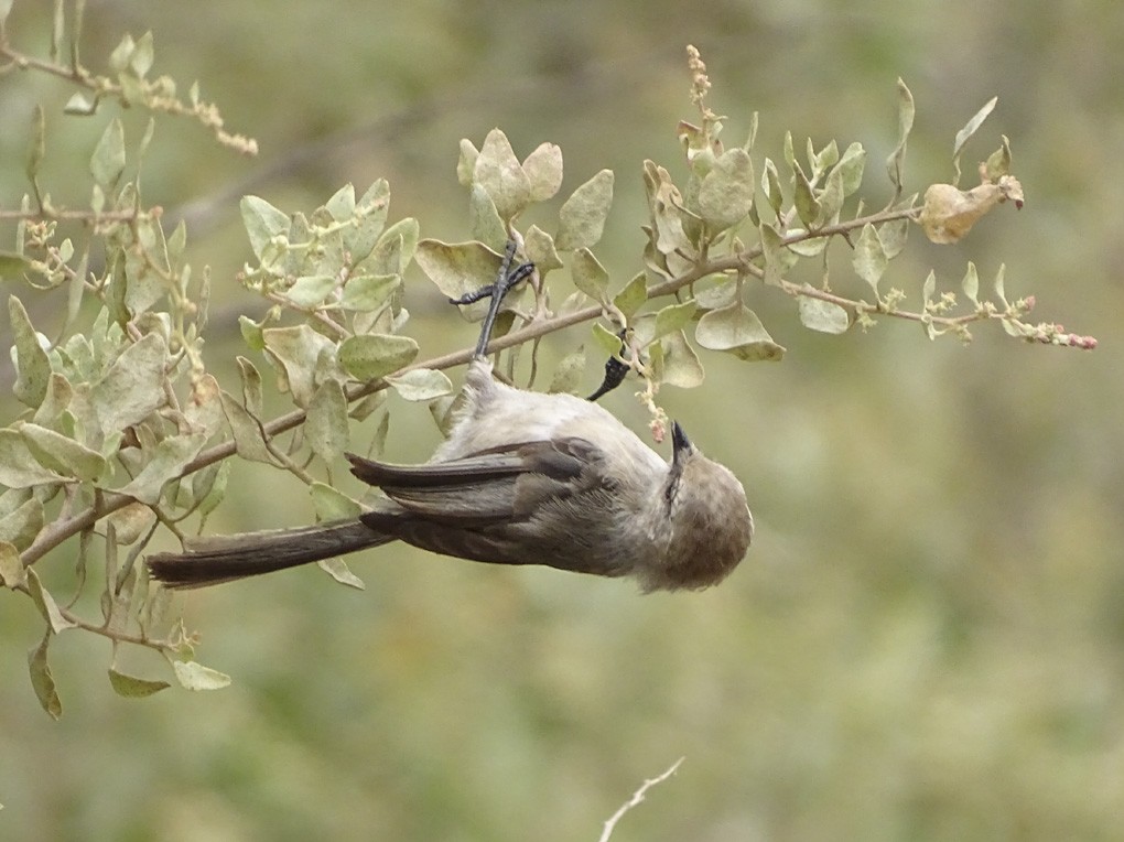 Bushtit (Pacific) - ML32413481