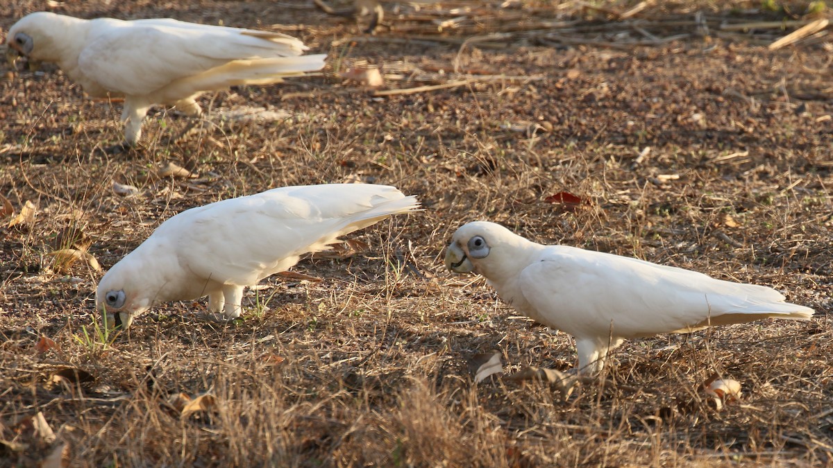 Little Corella - ML324134811