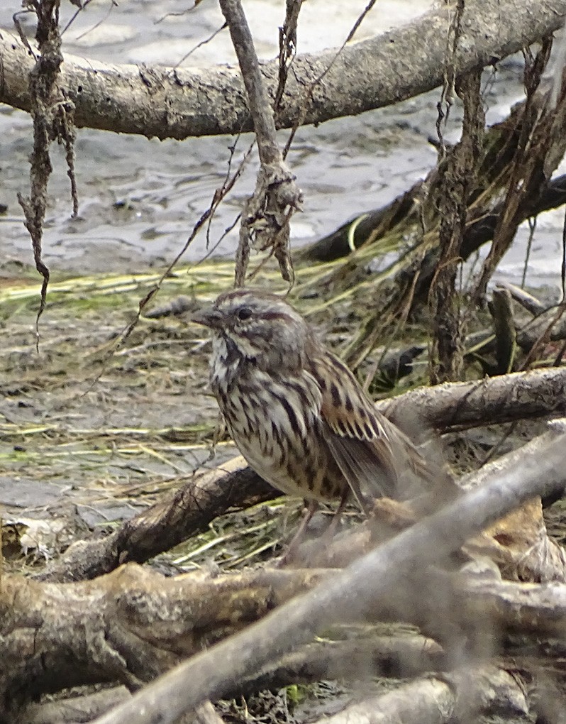 Song Sparrow - Nancy Overholtz