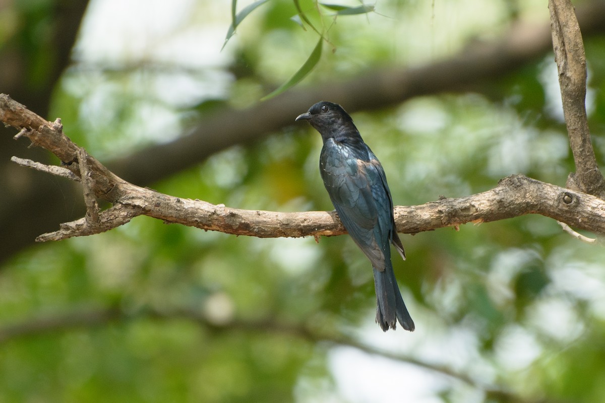 Square-tailed Drongo-Cuckoo - ML324135891