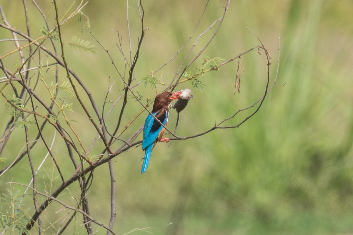 White-throated Kingfisher - ML324136241