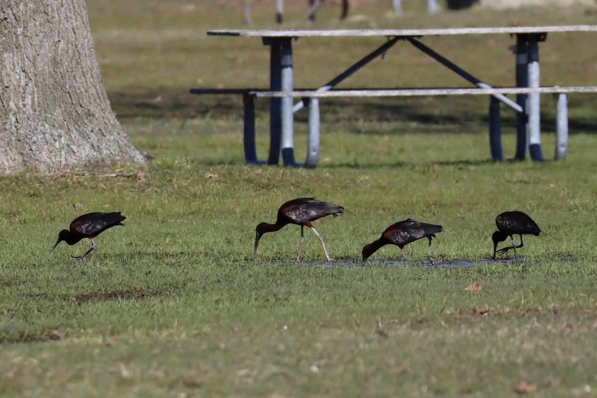 Glossy Ibis - ML324136531