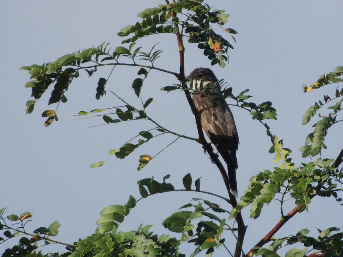 Eastern Kingbird - ML32413711