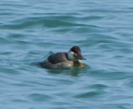 Ruddy Duck - ML324137471