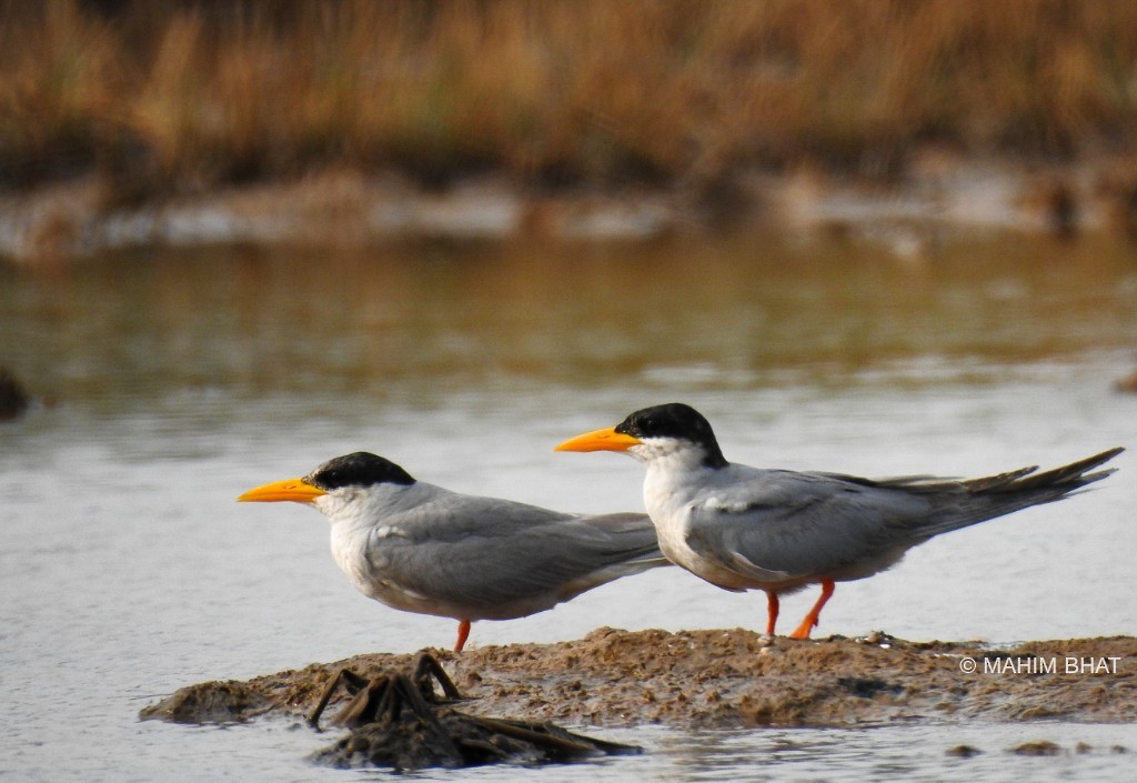 River Tern - ML324140511