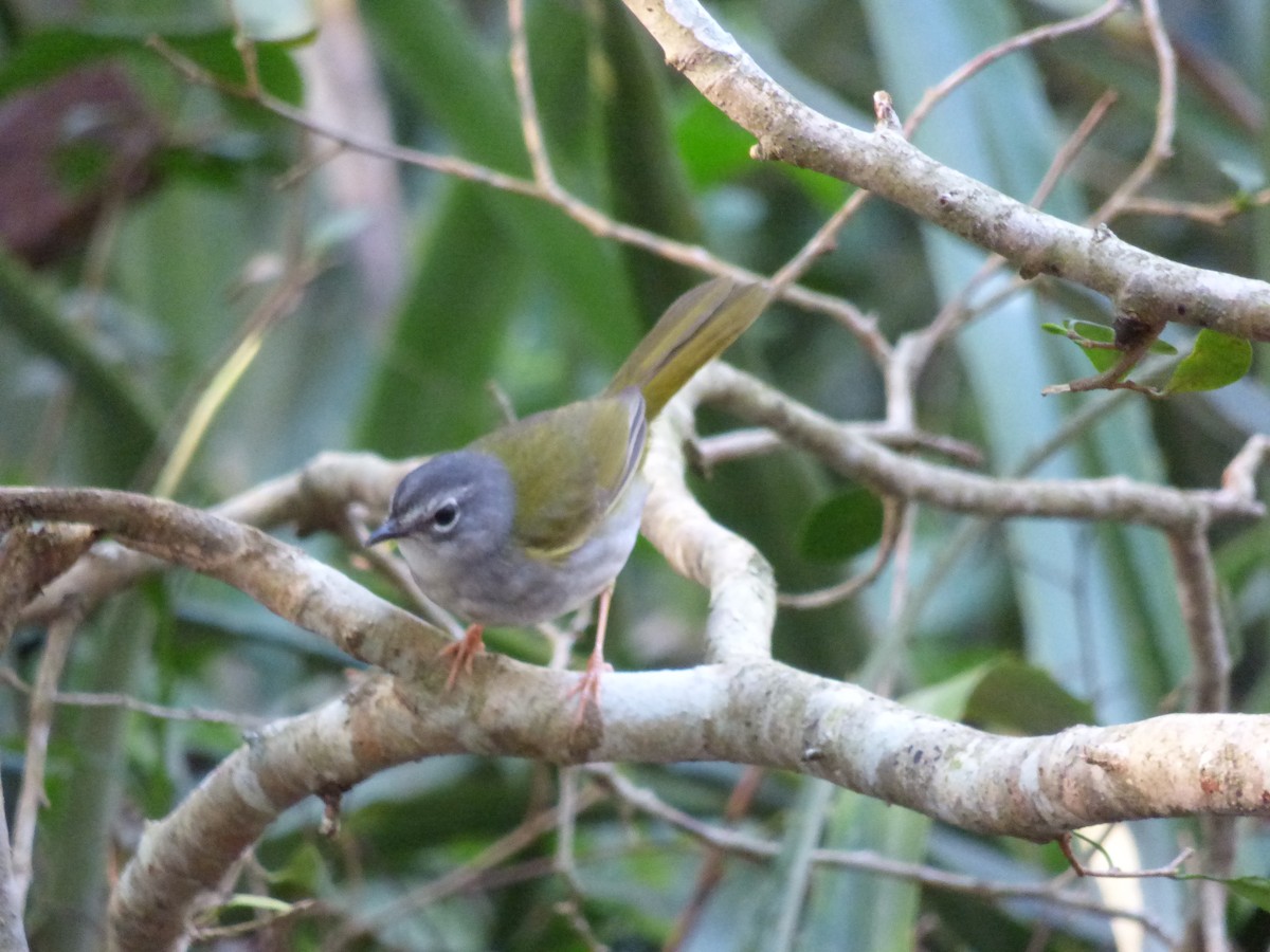 White-browed Warbler - ML32414471