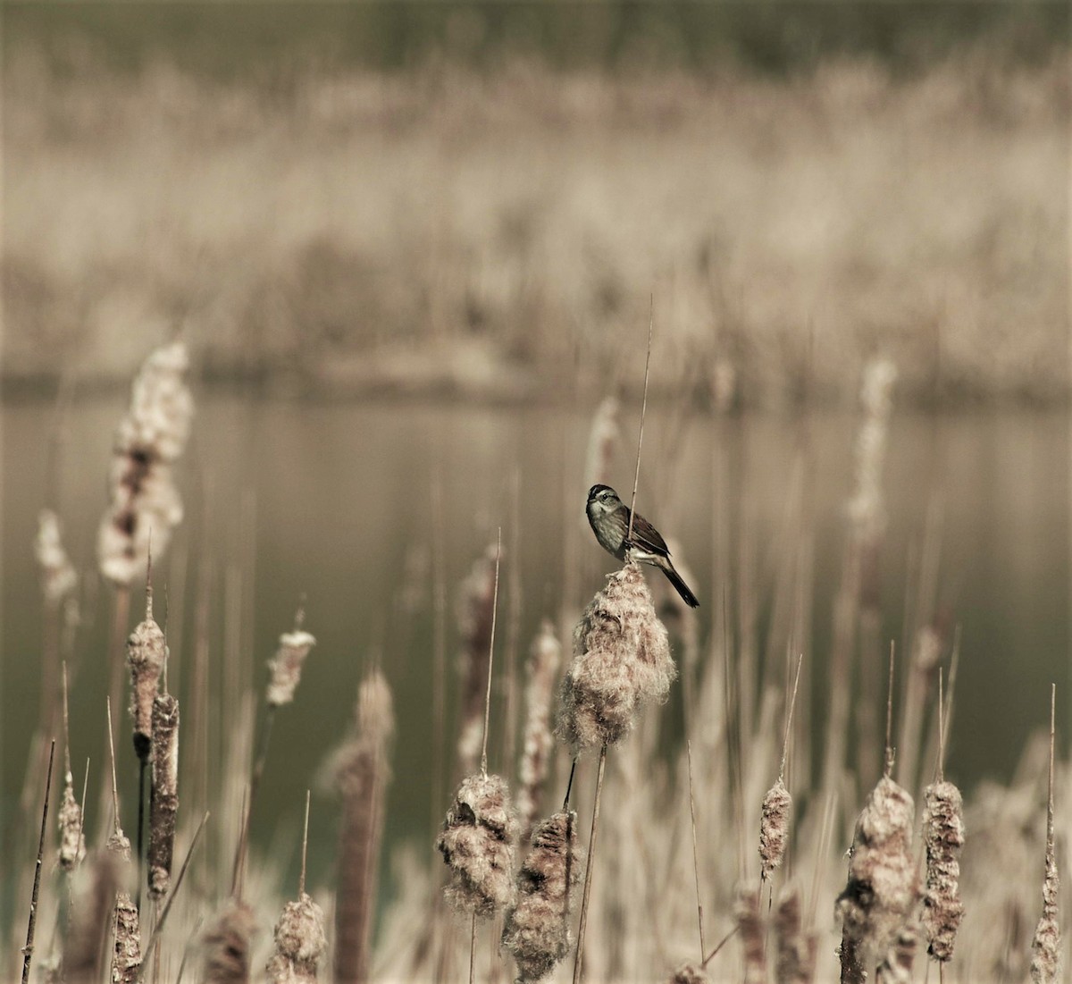 Swamp Sparrow - John Sojda
