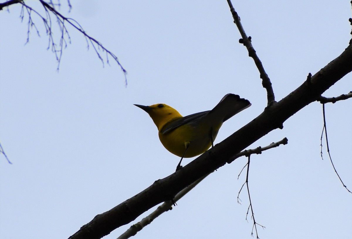 Prothonotary Warbler - ML324146301