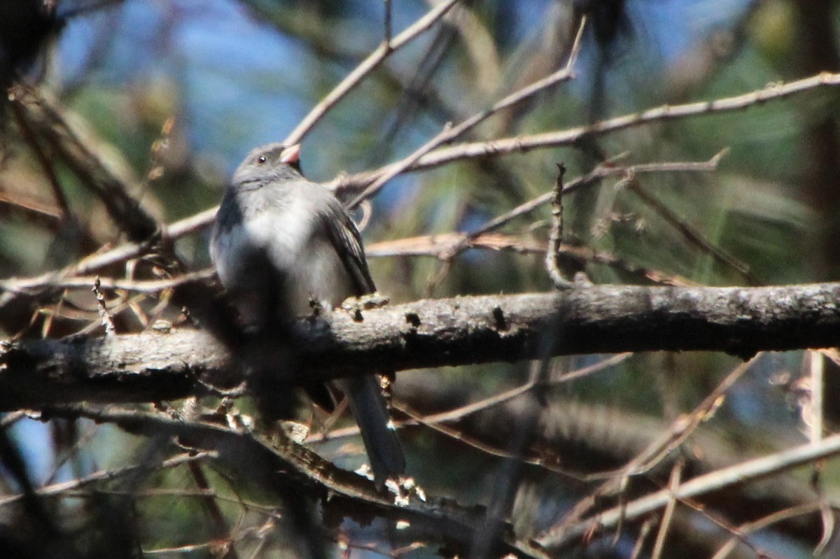 Dark-eyed Junco - ML324146411