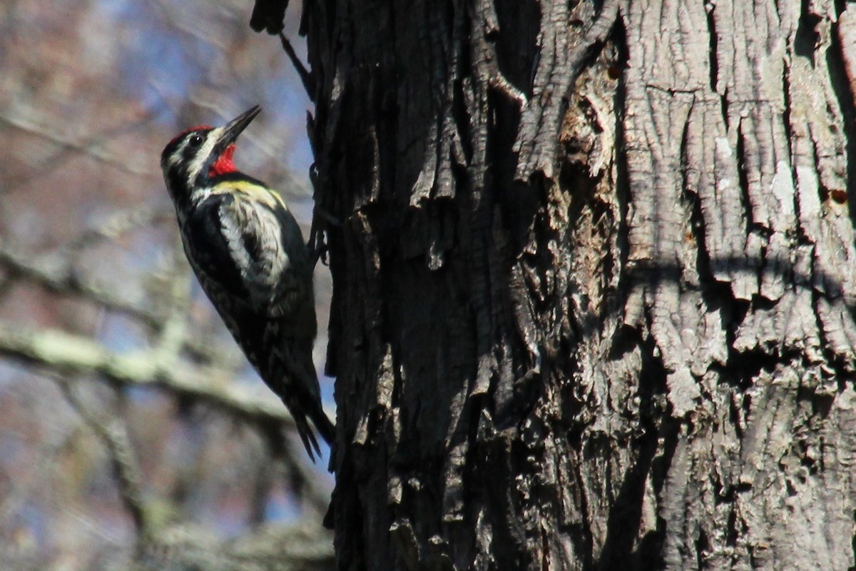 Yellow-bellied Sapsucker - ML324146641