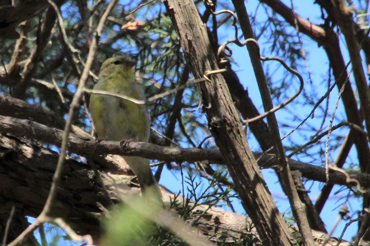 American Goldfinch - ML324146821