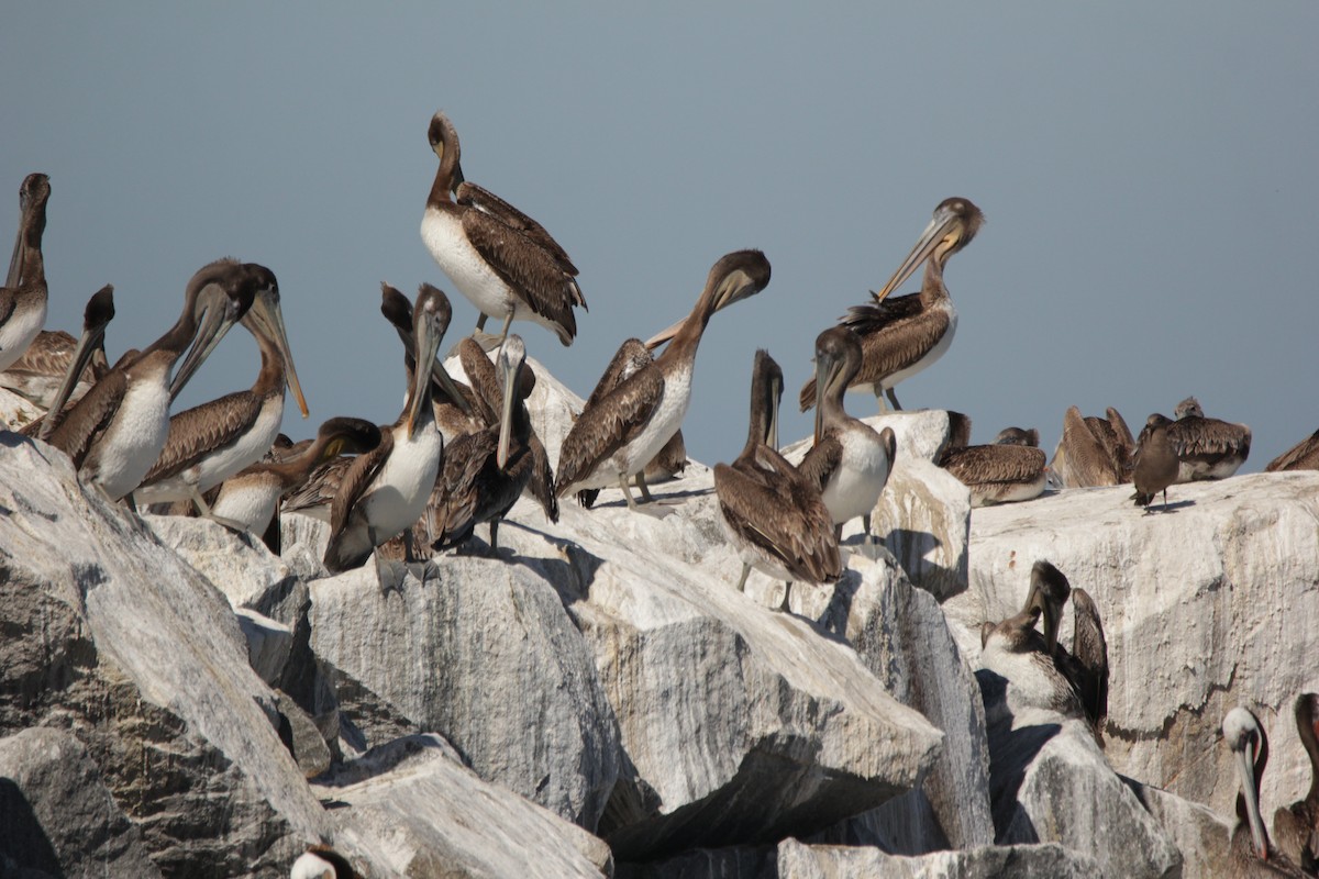 Brown Pelican - Adam Isaacson