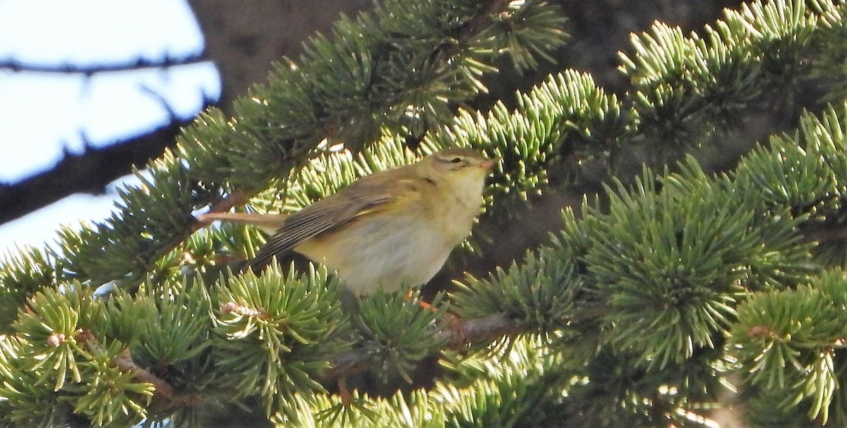 Willow Warbler - ML324147761