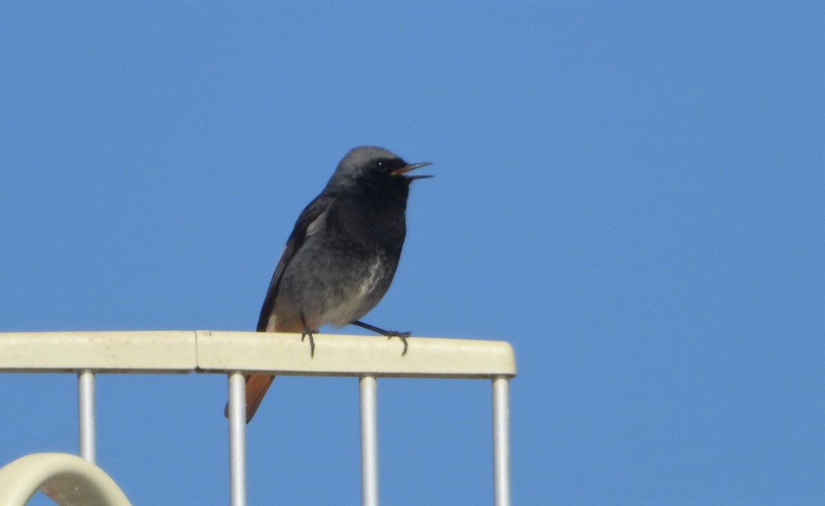 Black Redstart - ML324147821