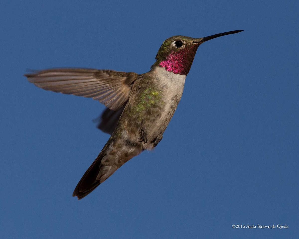 Broad-tailed Hummingbird - Anita Strawn de Ojeda