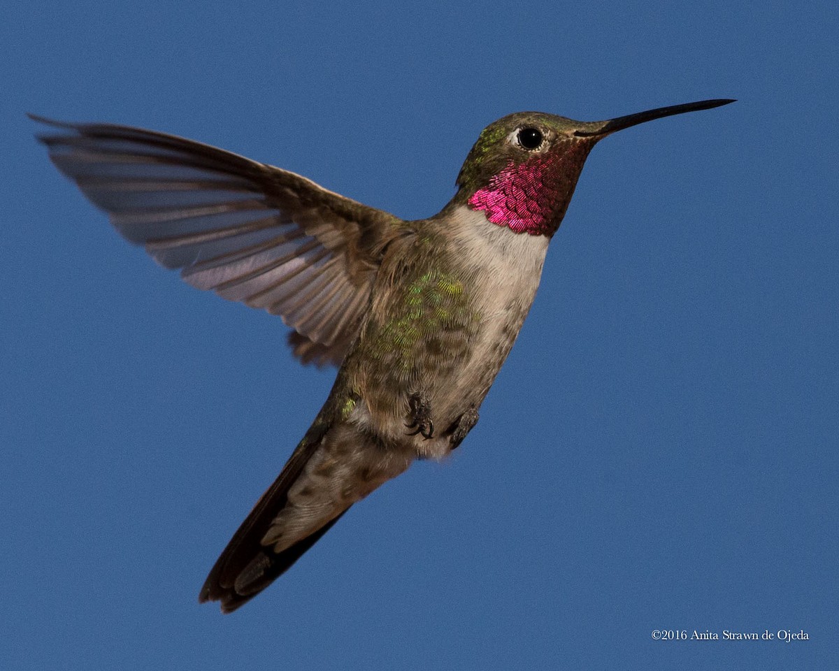 Broad-tailed Hummingbird - Anita Strawn de Ojeda