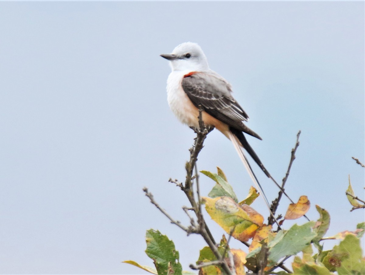 Scissor-tailed Flycatcher - ML324148501