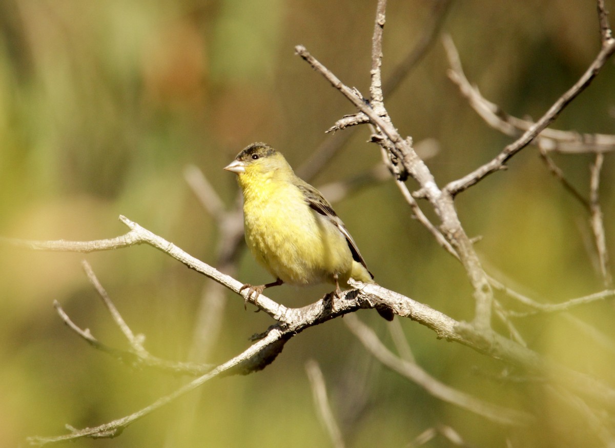 Lesser Goldfinch - Adam Isaacson