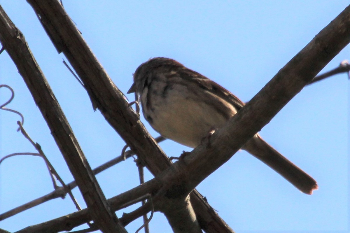 Song Sparrow - ML324149001