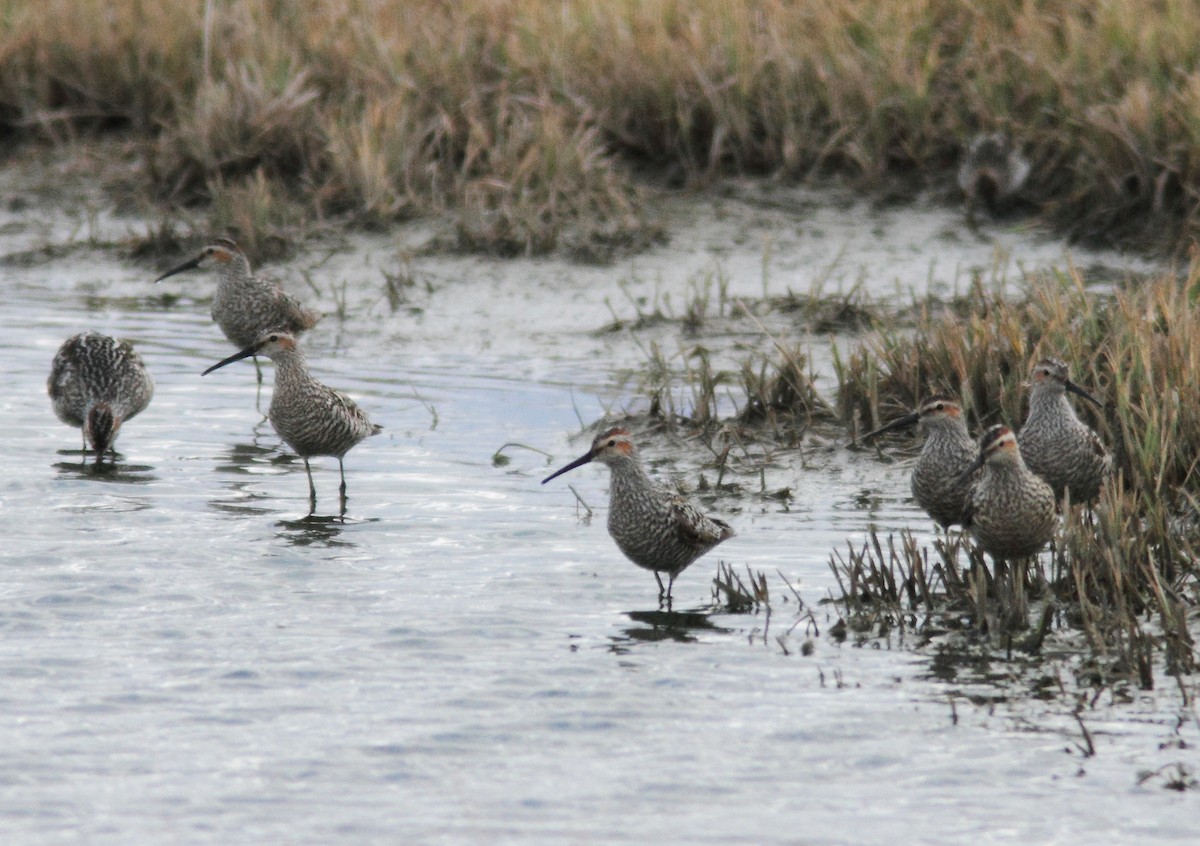 Stilt Sandpiper - ML324149471