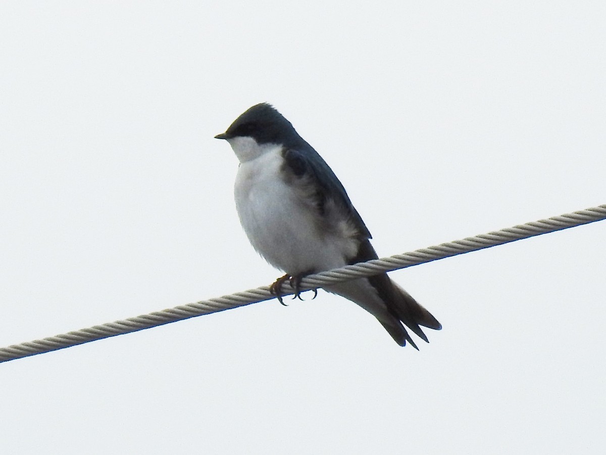 Tree Swallow - Steve Mierzykowski