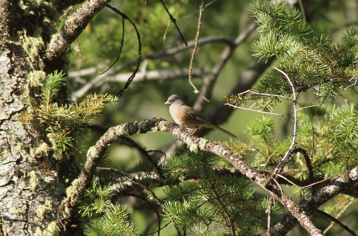 Dark-eyed Junco (Pink-sided) - ML32415141