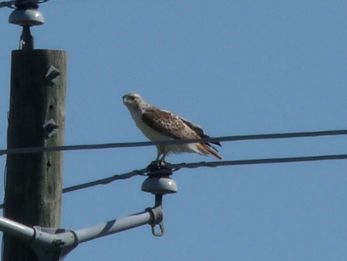 Red-tailed Hawk (Krider's) - ML32415301