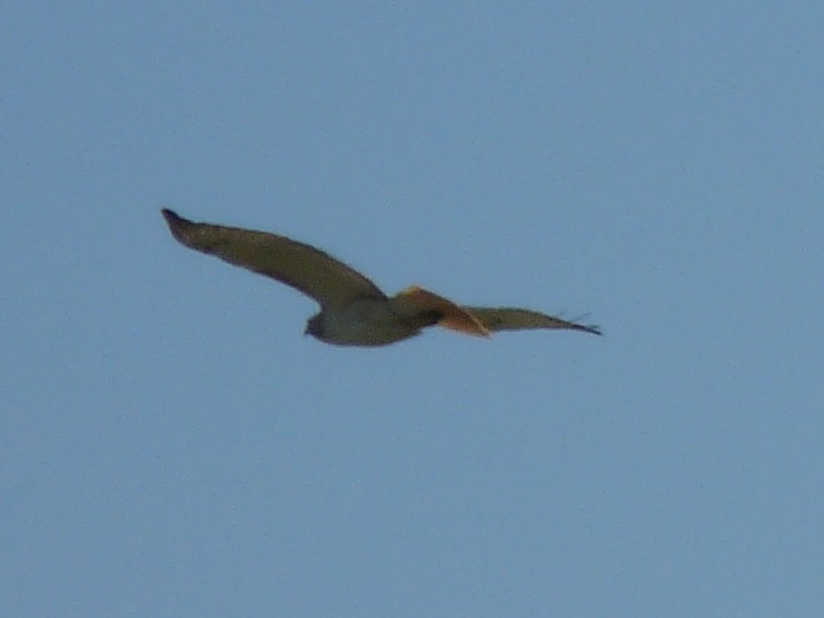 Red-tailed Hawk (Krider's) - ML32415311