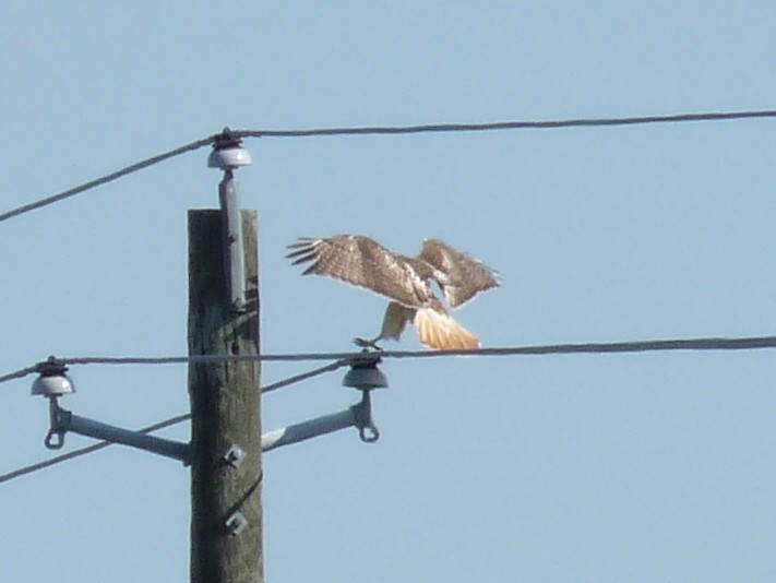 Red-tailed Hawk (Krider's) - ML32415321