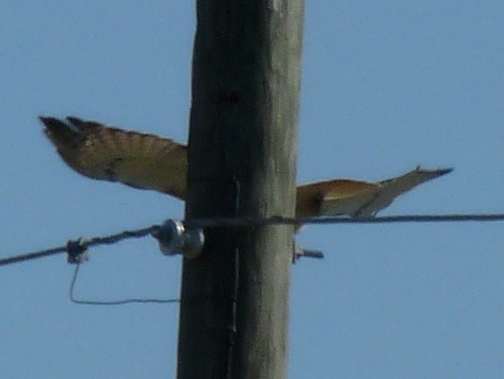 Red-tailed Hawk (Krider's) - ML32415331