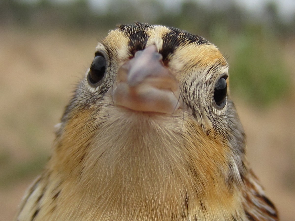 LeConte's Sparrow - John Trent