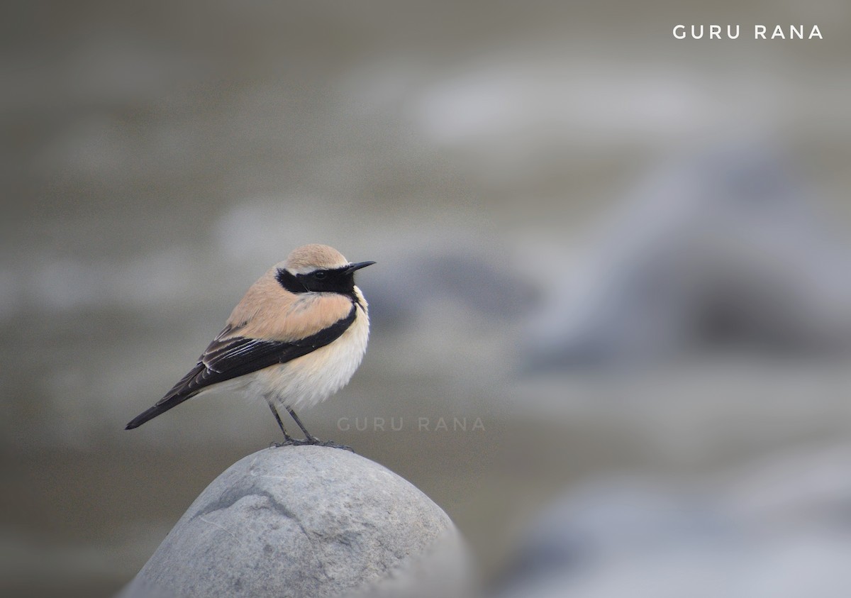 Desert Wheatear - ML324157911