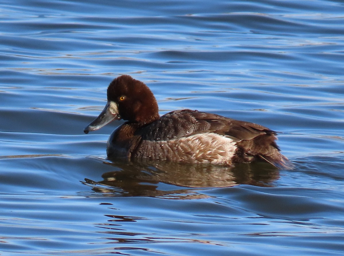 Lesser Scaup - ML324157921
